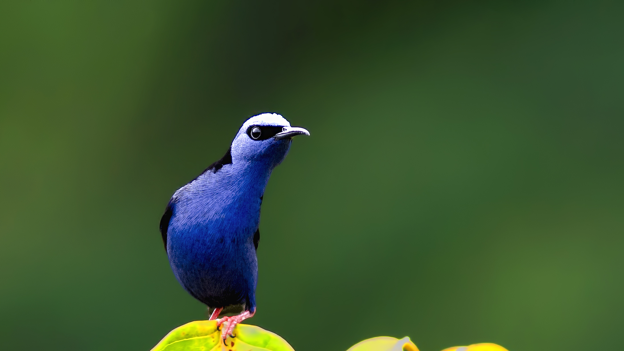 Red-legged Honeycreeper